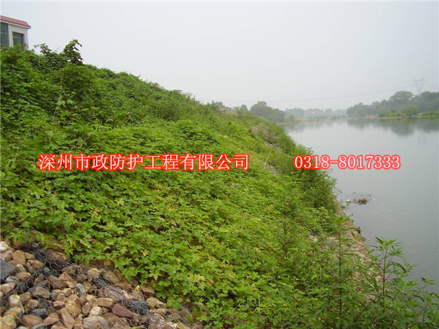 河堤雷諾護墊